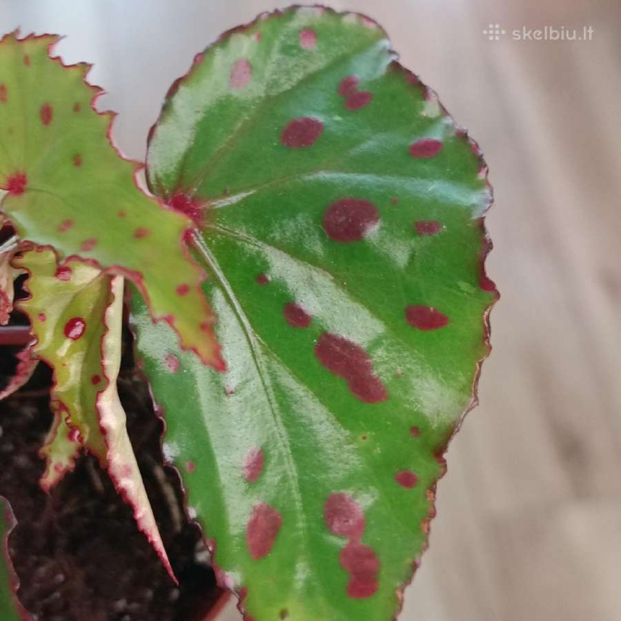 Begonia Pink Dottie - nuotraukos Nr. 3