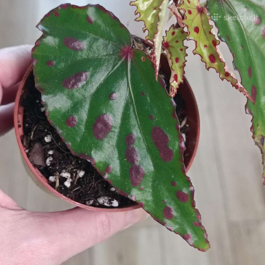 Begonia Pink Dottie - nuotraukos Nr. 4