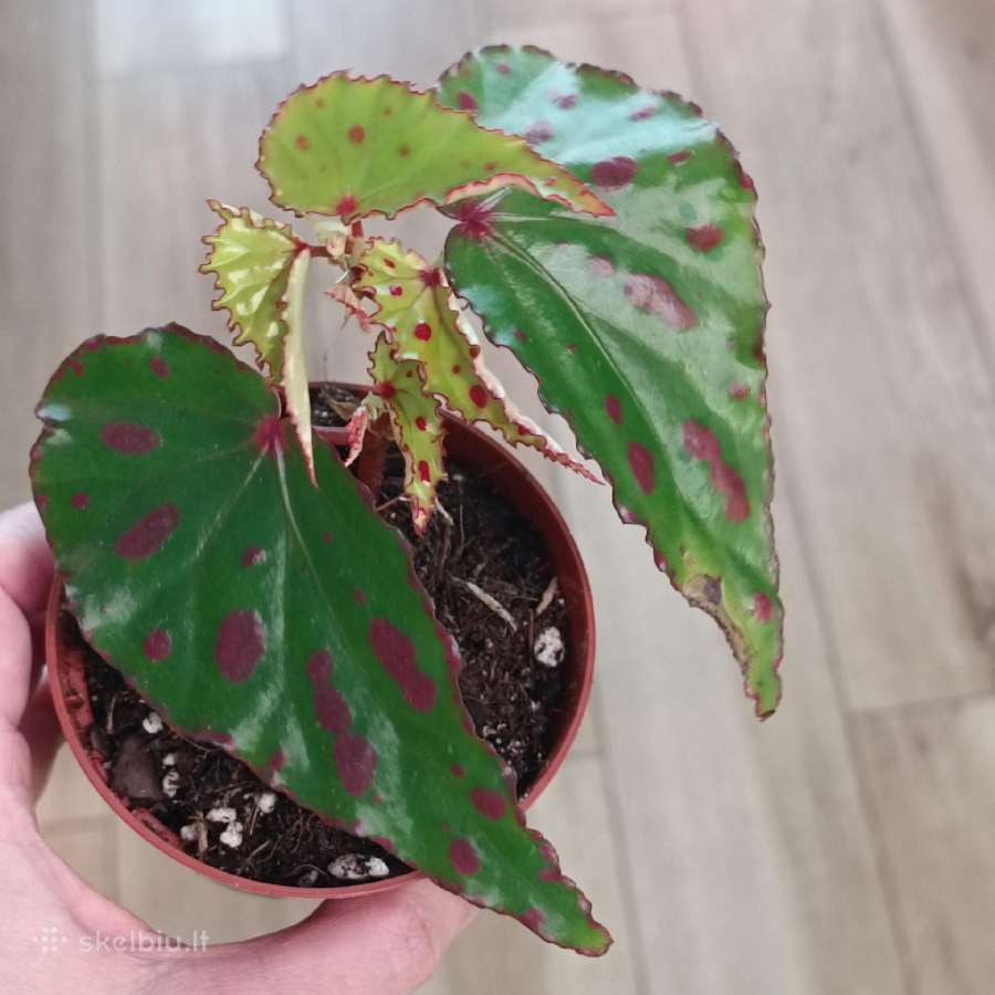 Begonia Pink Dottie - nuotraukos Nr. 5