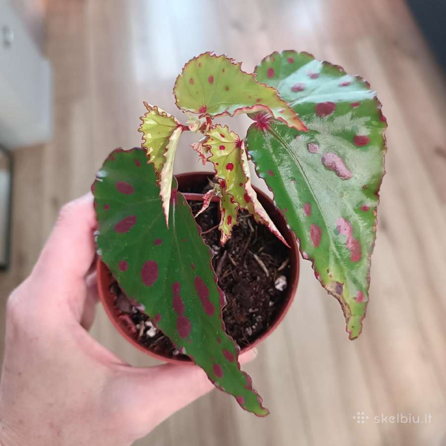 Begonia Pink Dottie - nuotraukos Nr. 6