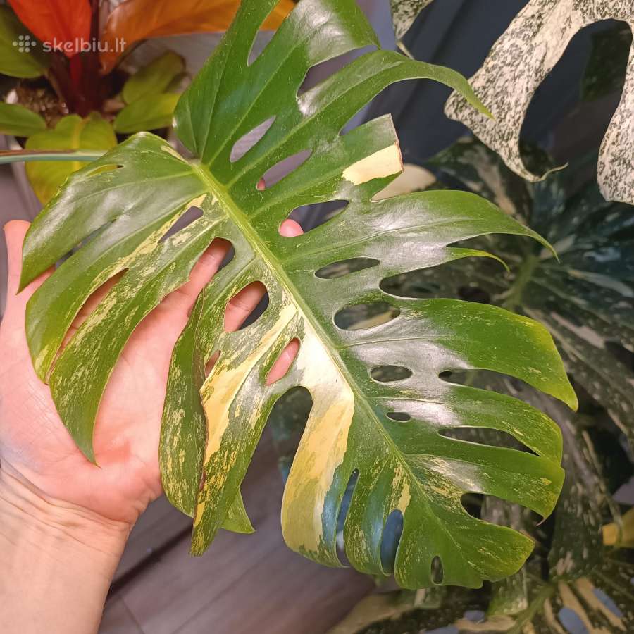 Monstera Borsigiana Aurea Tricolor - nuotraukos Nr. 7