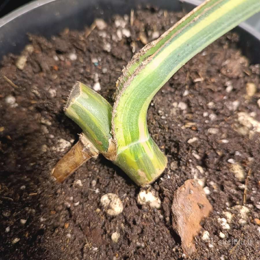 Monstera Borsigiana Aurea Tricolor - nuotraukos Nr. 8