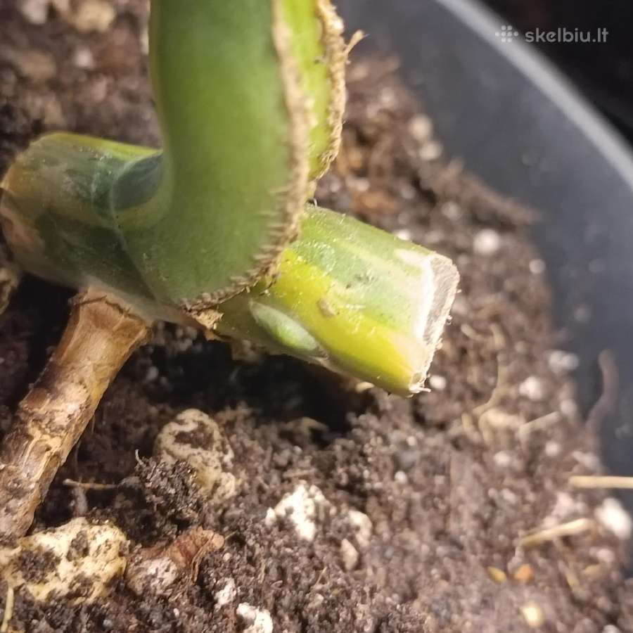 Monstera Borsigiana Aurea Tricolor - nuotraukos Nr. 9