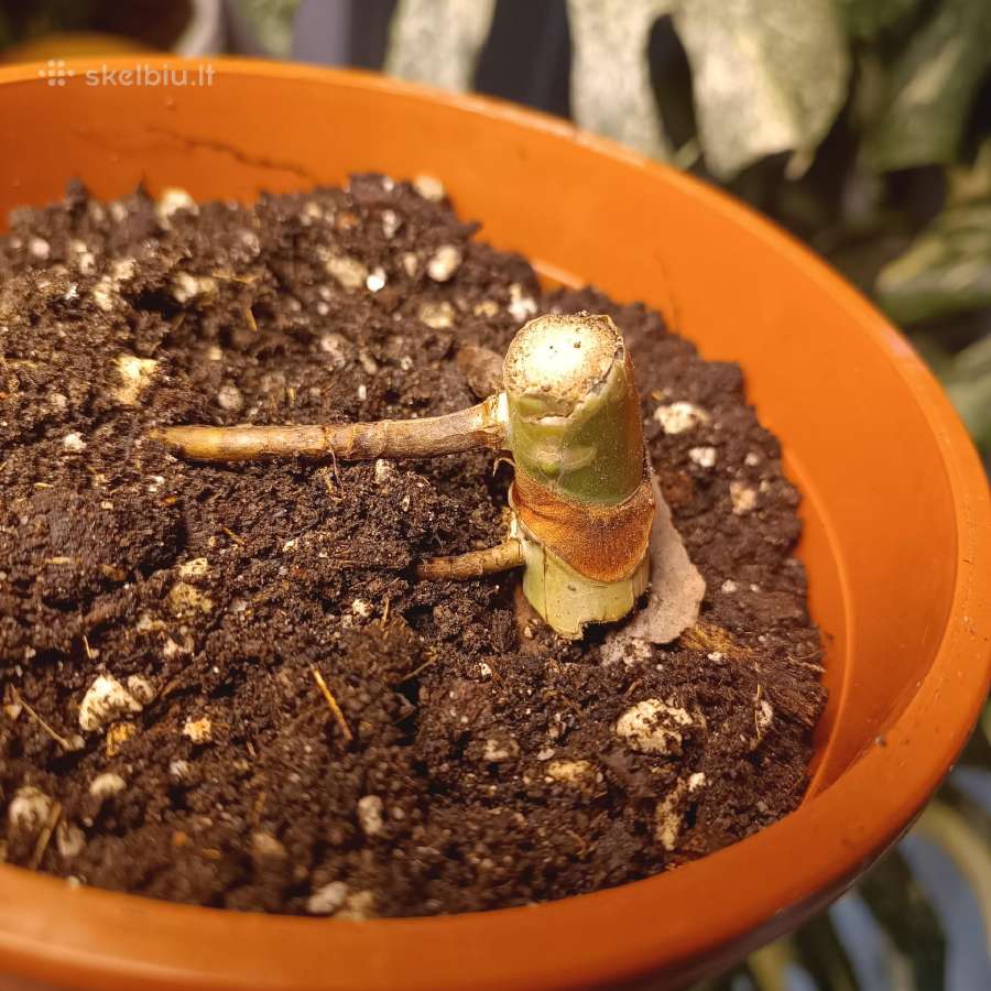 Monstera Borsigiana Aurea Tricolor - nuotraukos Nr. 10