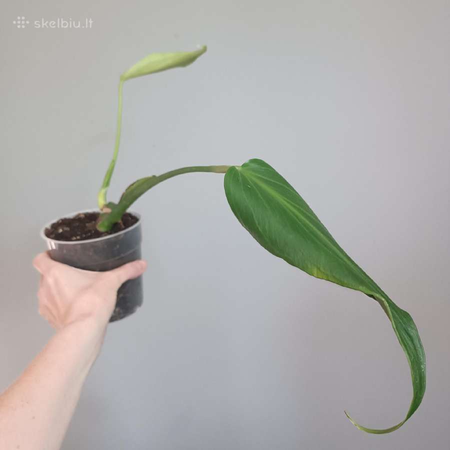 Monstera Burle Marx Flame karpiniai - nuotraukos Nr. 7