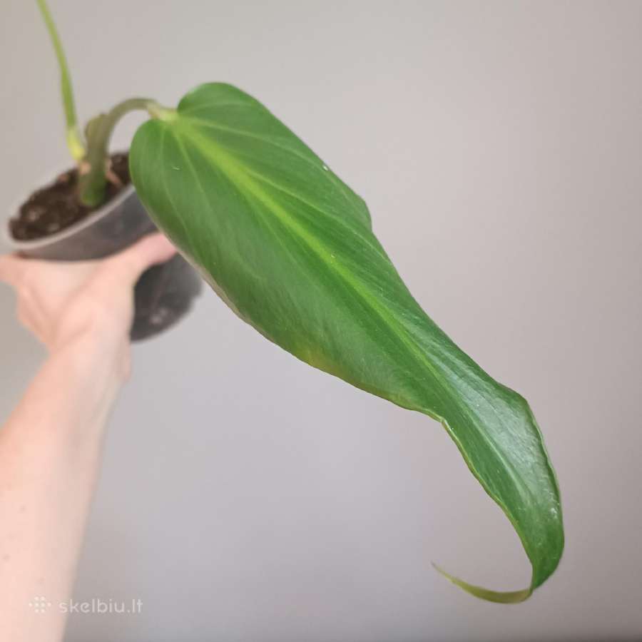 Monstera Burle Marx Flame karpiniai - nuotraukos Nr. 8
