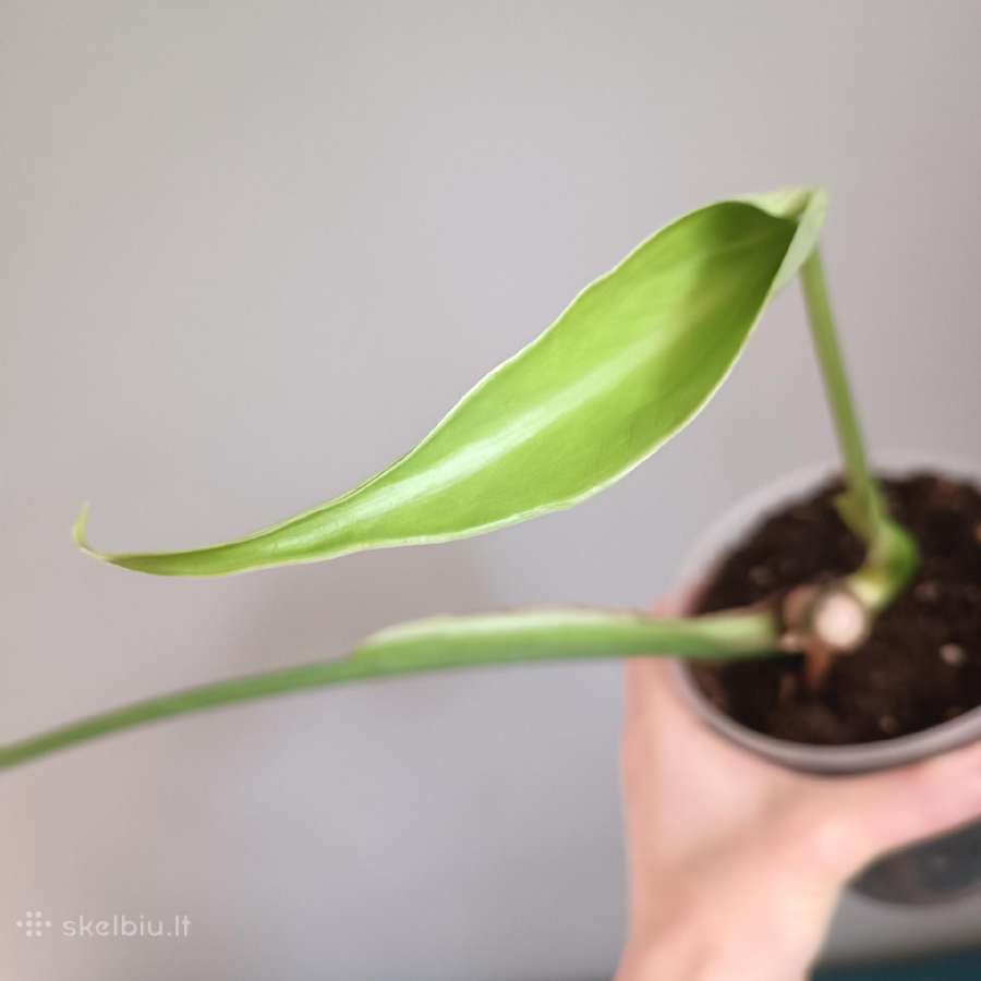 Monstera Burle Marx Flame karpiniai - nuotraukos Nr. 9