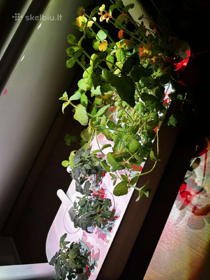 Click & Grow Smart Garden 9 - nuotraukos Nr. 3