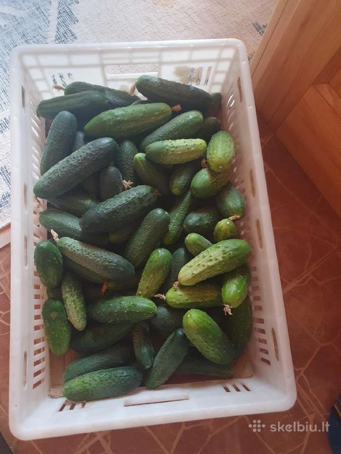 Agurkai 10kg. Už 25eur - nuotraukos Nr. 2