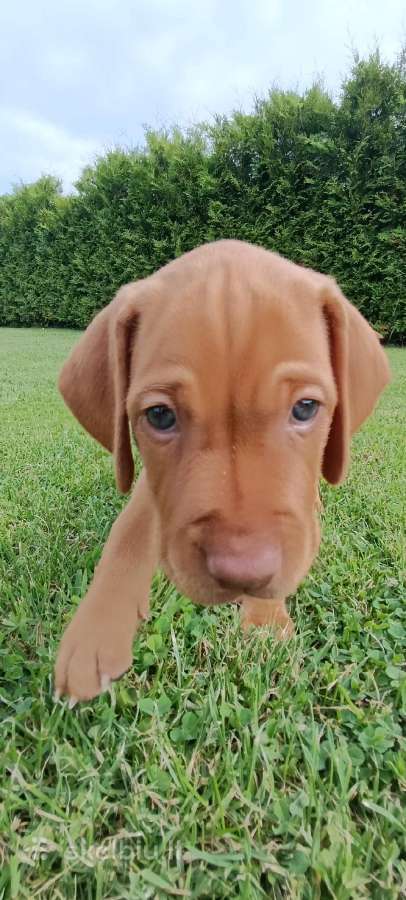Vizsla Šuniukai pasiruošę keliauti į naujus namus - nuotraukos Nr. 28
