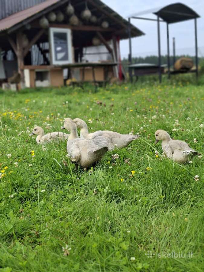 Levandiniai muskusiniai ančiukai - nuotraukos Nr. 2