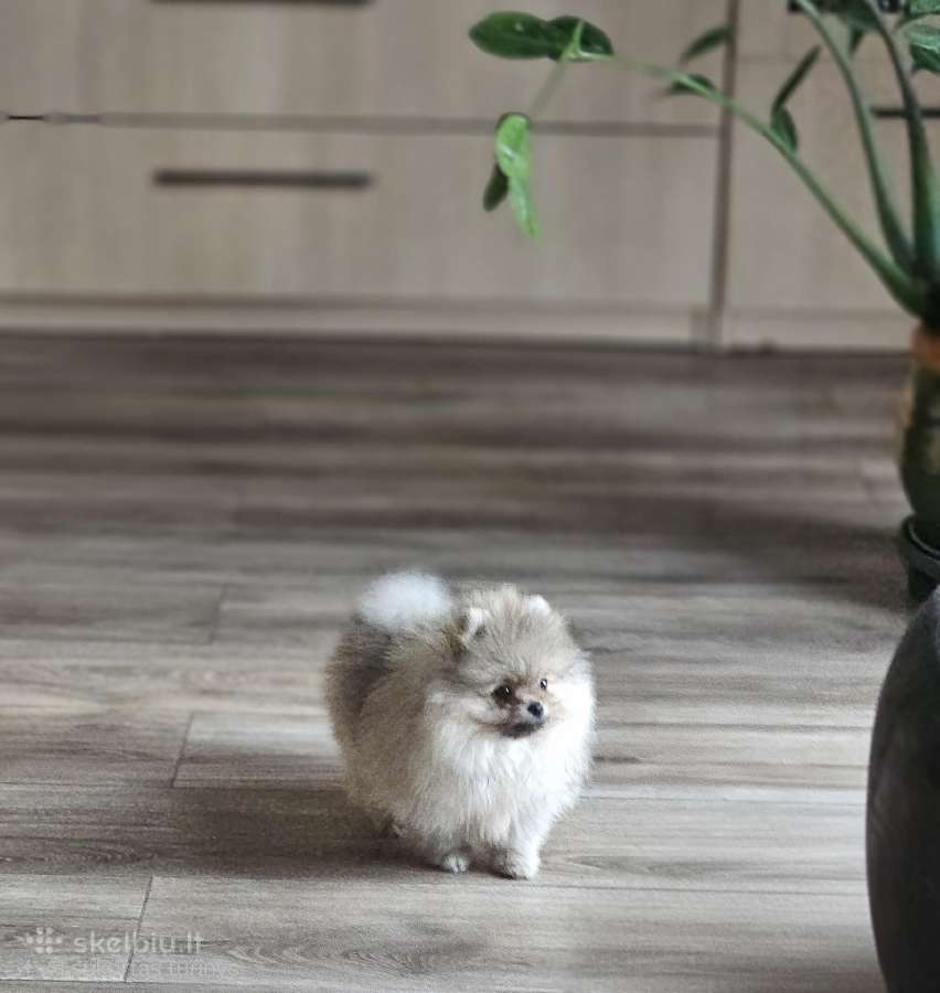 Pomeranų kalytė - nuotraukos Nr. 4
