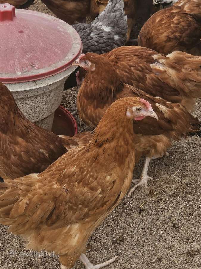 Dedeklės Antys viščiukai patarškos - nuotraukos Nr. 2