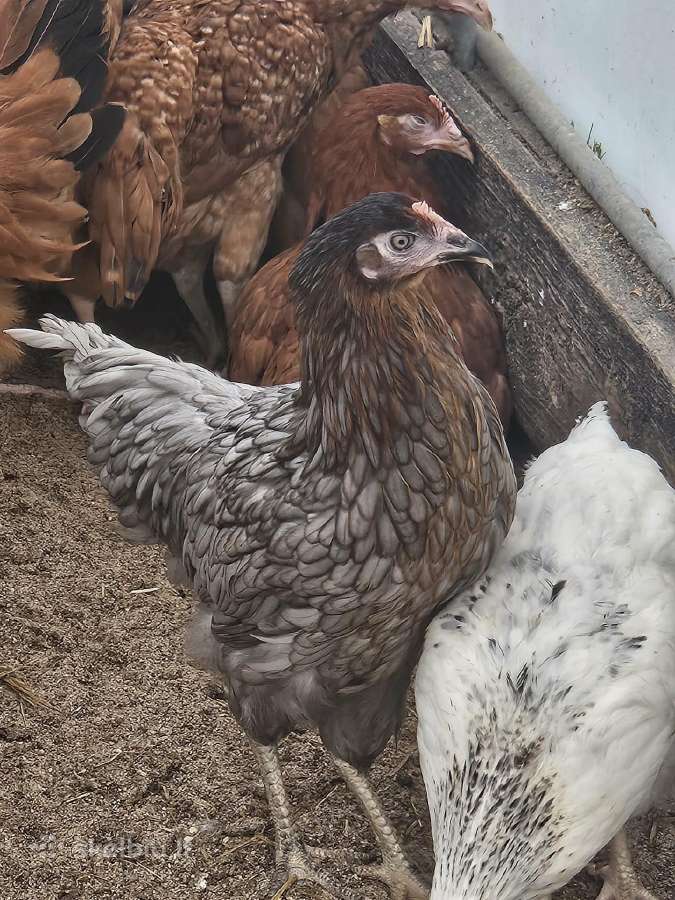 Dedeklės Antys viščiukai patarškos - nuotraukos Nr. 4