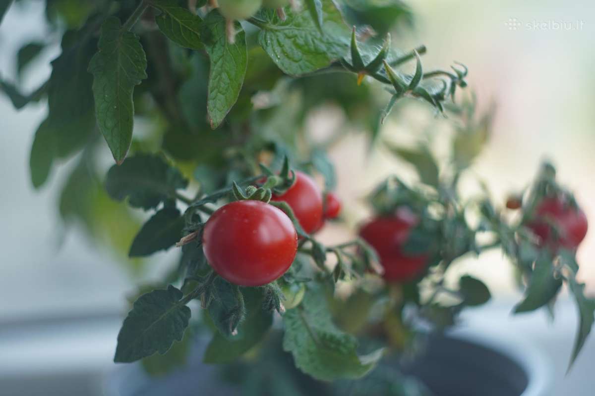 Helios 44-2 F2/58mm Valdai - nuotraukos Nr. 14