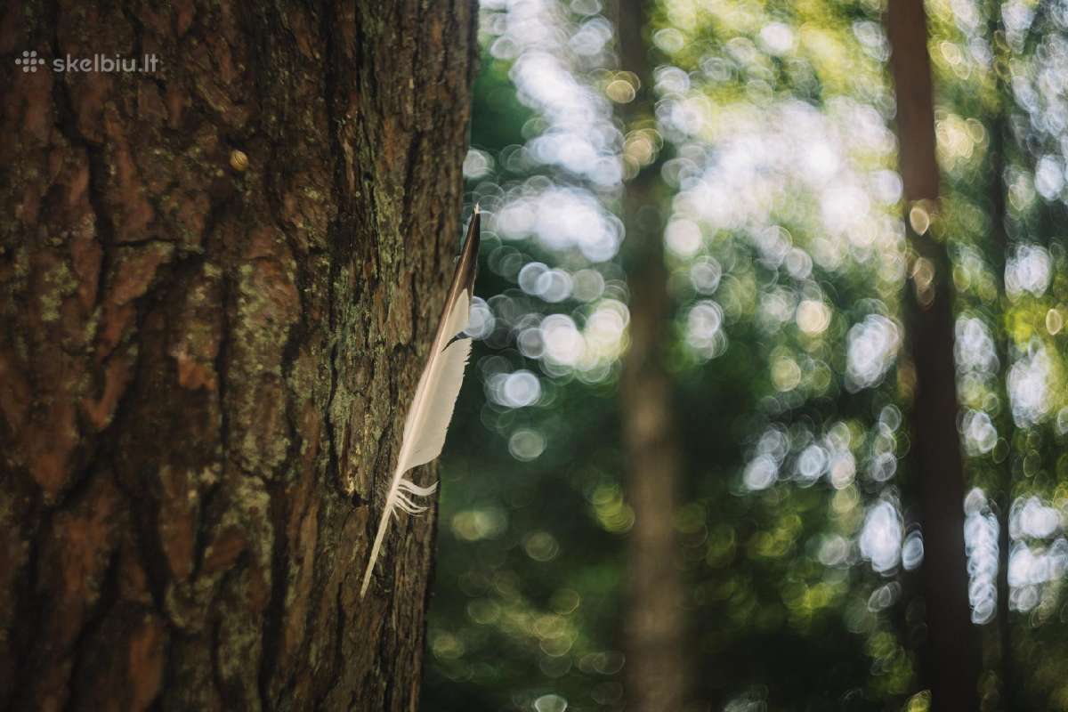 Helios-44-2 Valdai M42 - nuotraukos Nr. 15