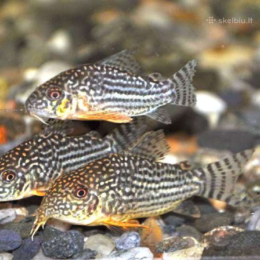 Įv. akvariuminės žuvelės Šiauliuose - nuotraukos Nr. 6