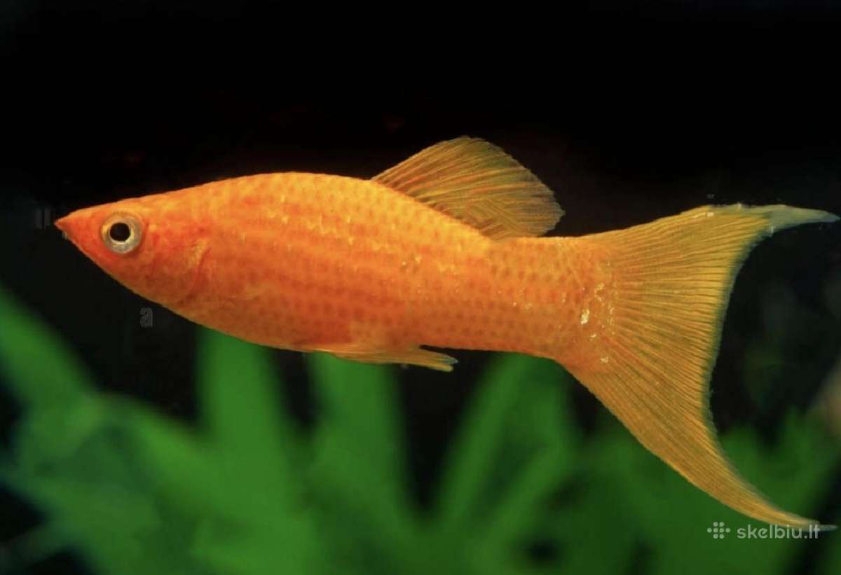 Įv. akvariuminės žuvelės Šiauliuose - nuotraukos Nr. 38