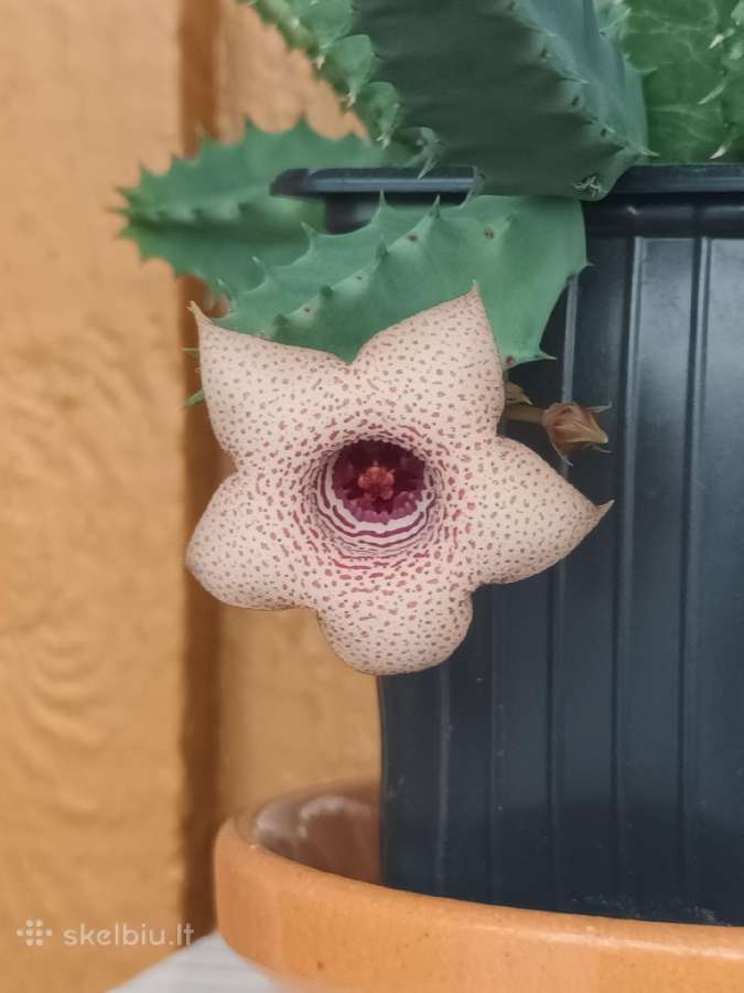 Huernia thuretii, foto parduodamo augalo - nuotraukos Nr. 3