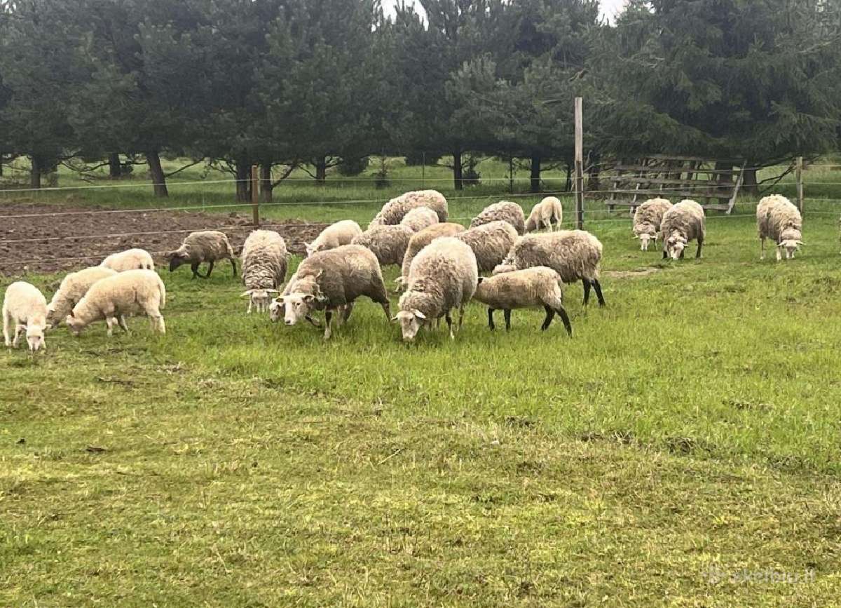 Perku Avis leskau pirkti aviy bei aviny. - nuotraukos Nr. 2