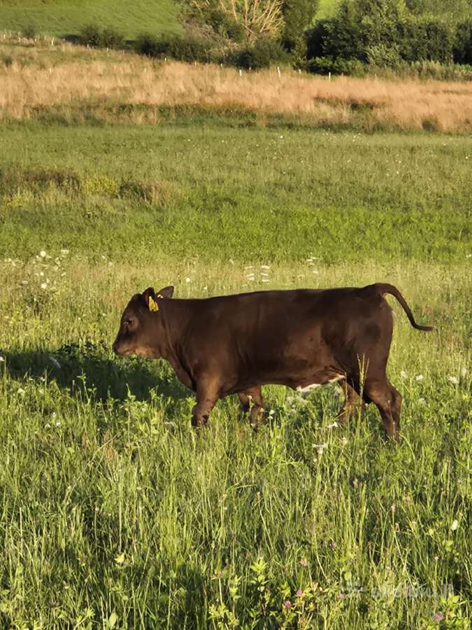 Parduodamos karvės su veršiukais - nuotraukos Nr. 3
