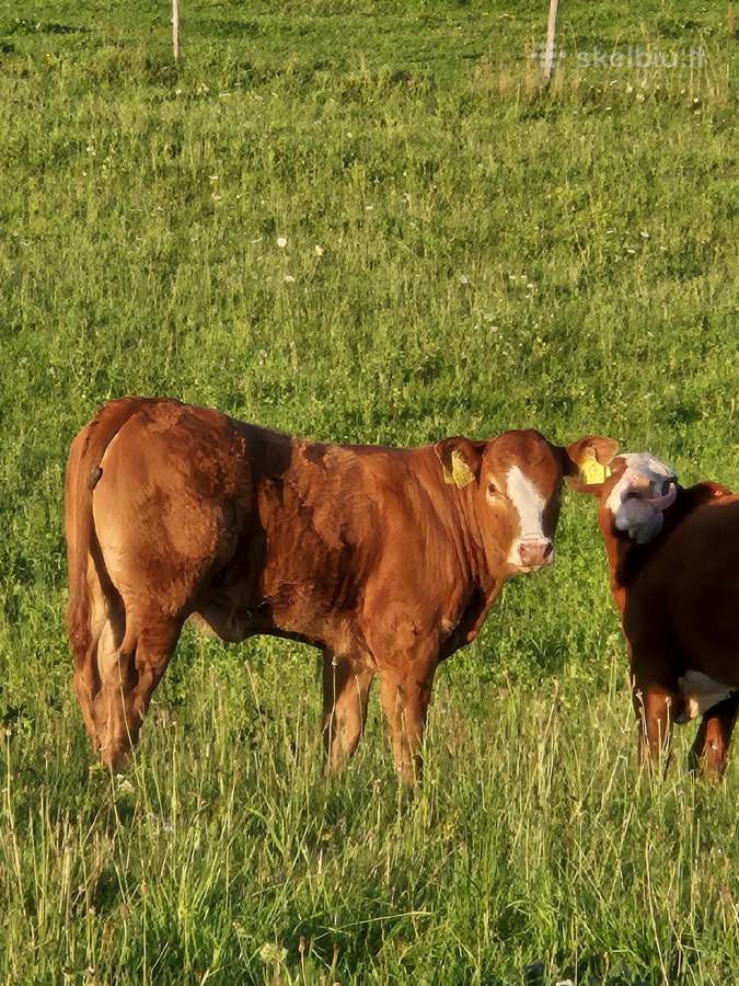Parduodamos karvės su veršiukais - nuotraukos Nr. 7