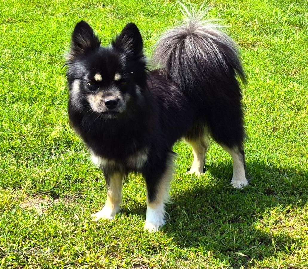 Pomski jauna kalytė, dar vadinami mini haskiai,5kg - nuotraukos Nr. 3