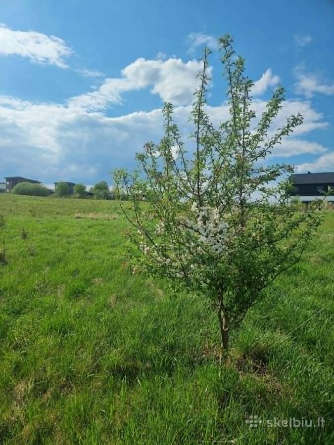 Domeikavoje. Graži vieta įvairiai veiklai. 1,2 ha - nuotraukos Nr. 5