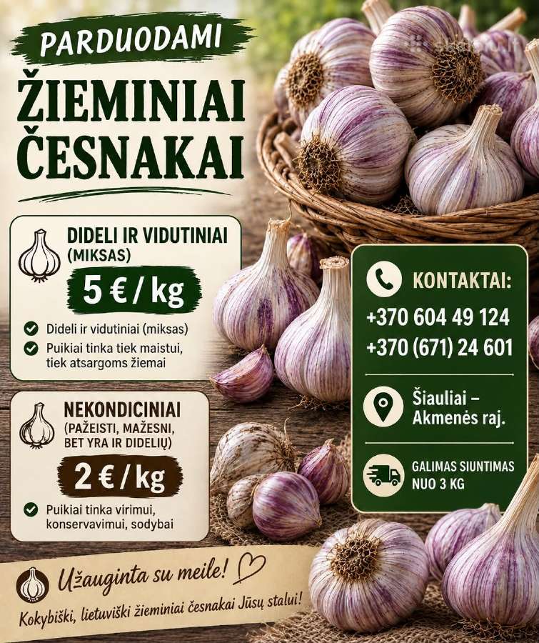 Česnakai - nuotraukos Nr. 2
