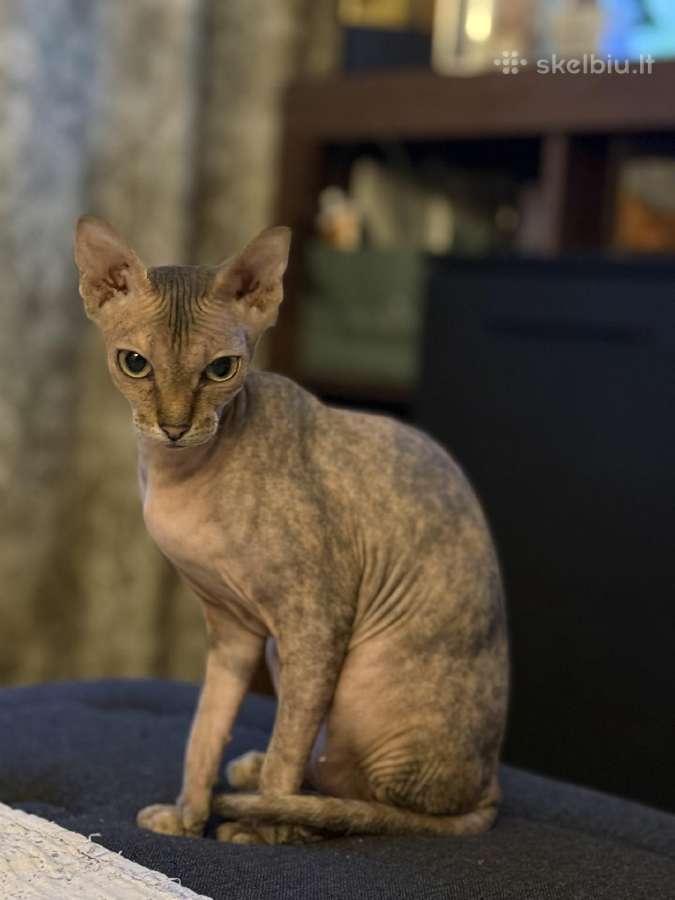 Kanados sfinksai - nuotraukos Nr. 9
