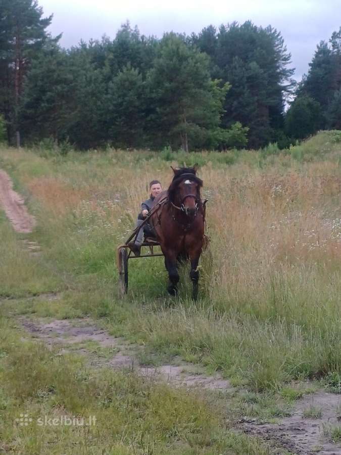 Parduodu žirgą - nuotraukos Nr. 4
