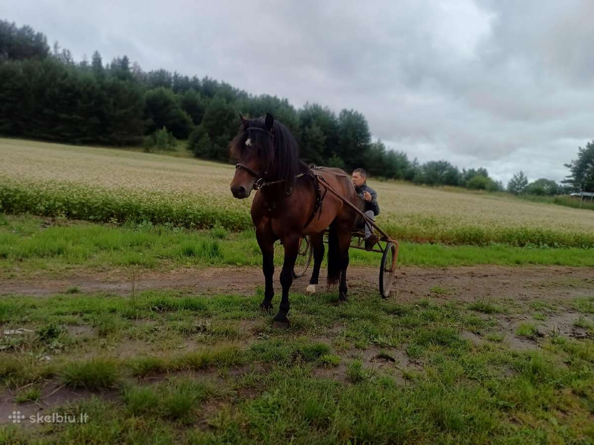 Parduodu žirgą - nuotraukos Nr. 2