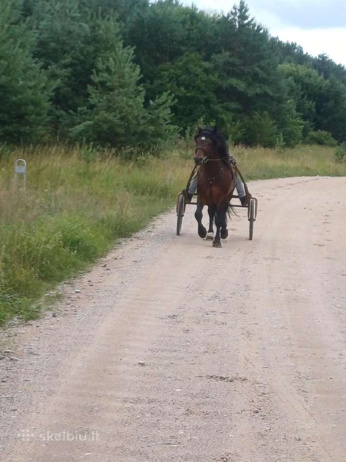 Parduodu žirgą - nuotraukos Nr. 3