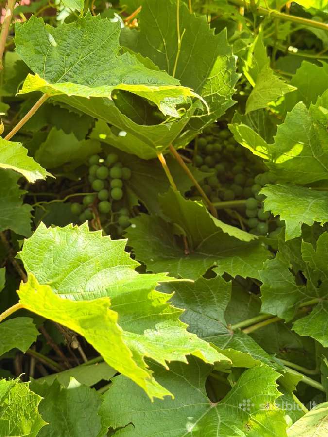 Parduodama nebaigta įrengti sodyba–vienkiemis. - nuotraukos Nr. 23