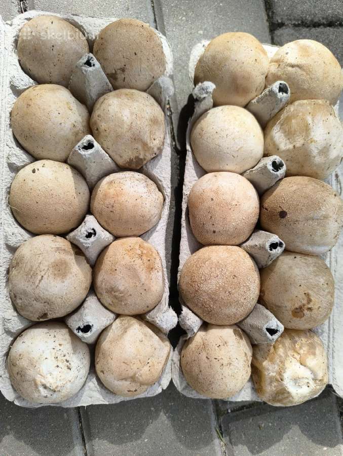 Parduodu 3kg poniabudžių, Vilnius, Pilaitė - nuotraukos Nr. 8