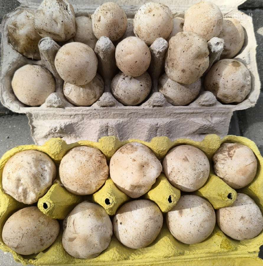 Parduodu 3kg poniabudžių, Vilnius, Pilaitė - nuotraukos Nr. 10