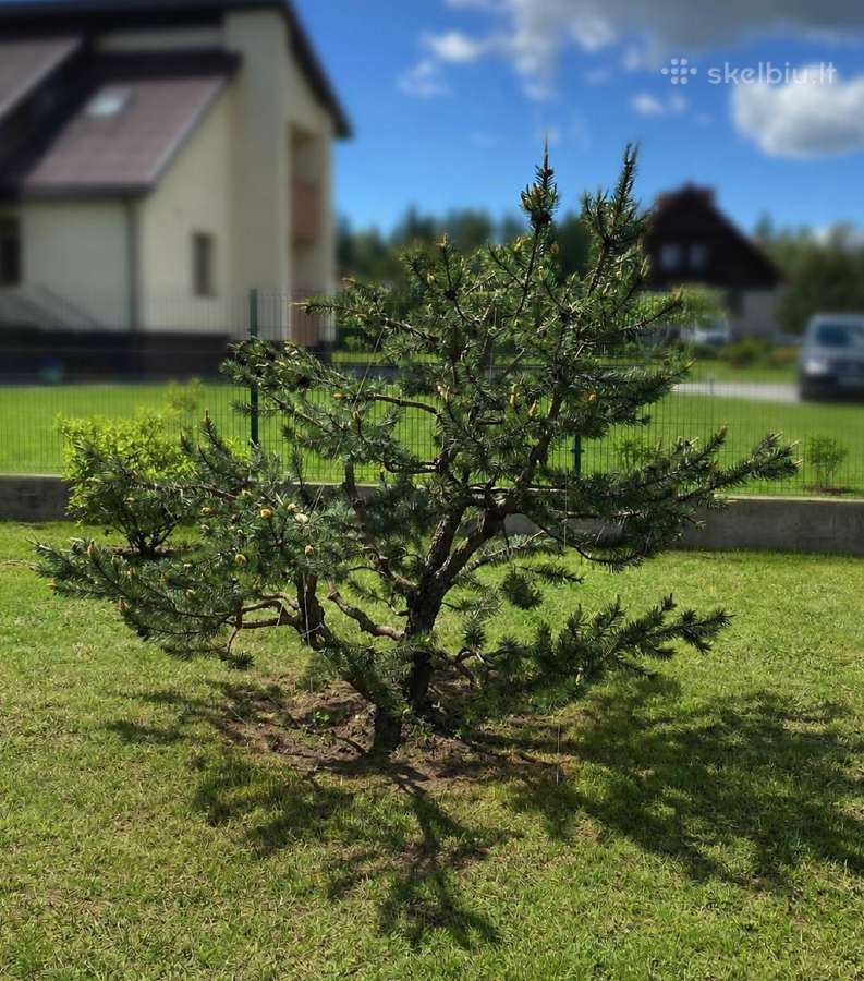 Spygliuočių formavimas ir genėjimas Vilniuje - nuotraukos Nr. 2