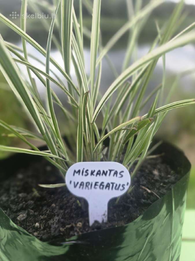 Dekoratyvinės smilgos,soruolės,lendrūnai,miskantai - nuotraukos Nr. 5