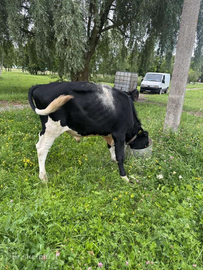 Parduodu jaučius 7vnt - nuotraukos Nr. 7