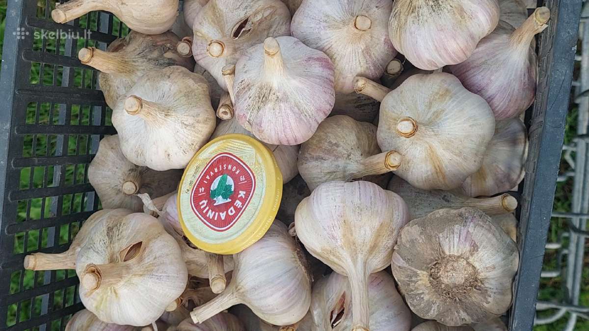 Parduodu česnakus ir svogūnus žieminius - nuotraukos Nr. 2