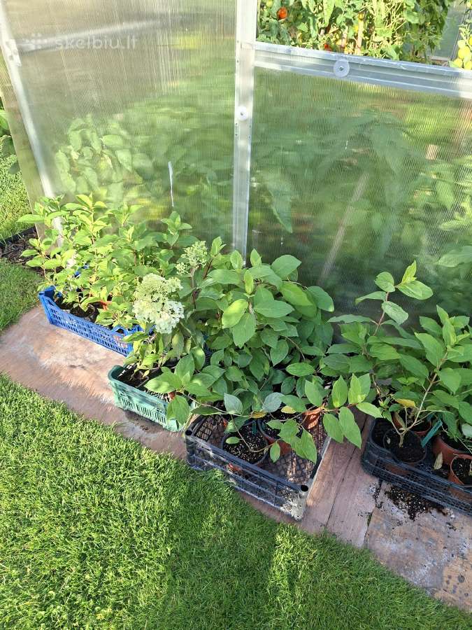 Hortenzijos - nuotraukos Nr. 4