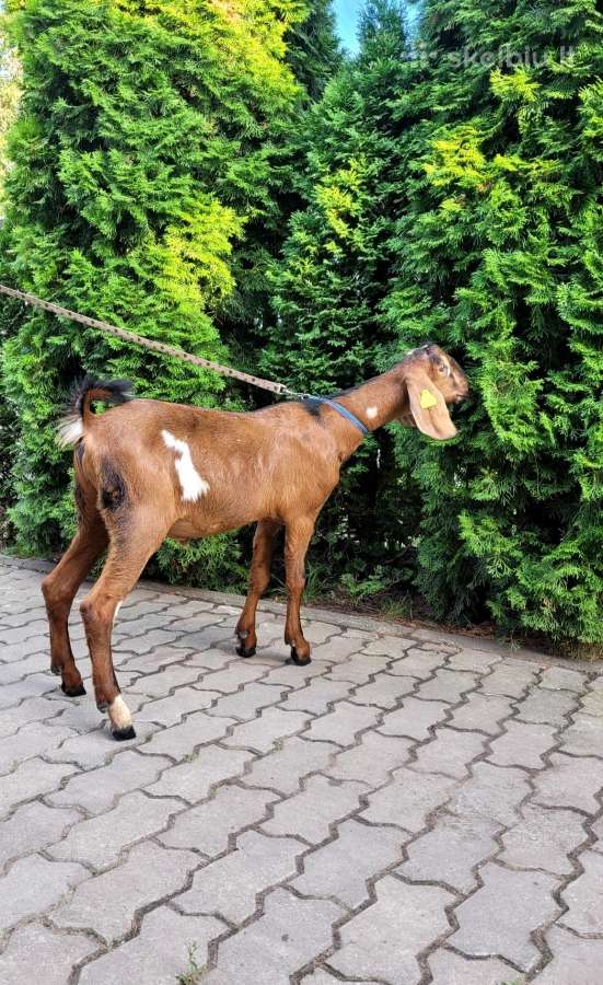 100% An ožiukas 4,5 mėn. - nuotraukos Nr. 2
