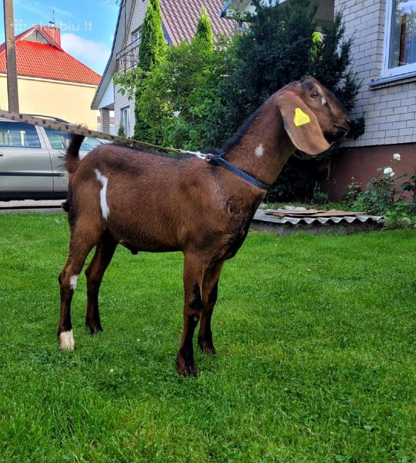 100% An ožiukas 4,5 mėn. - nuotraukos Nr. 5