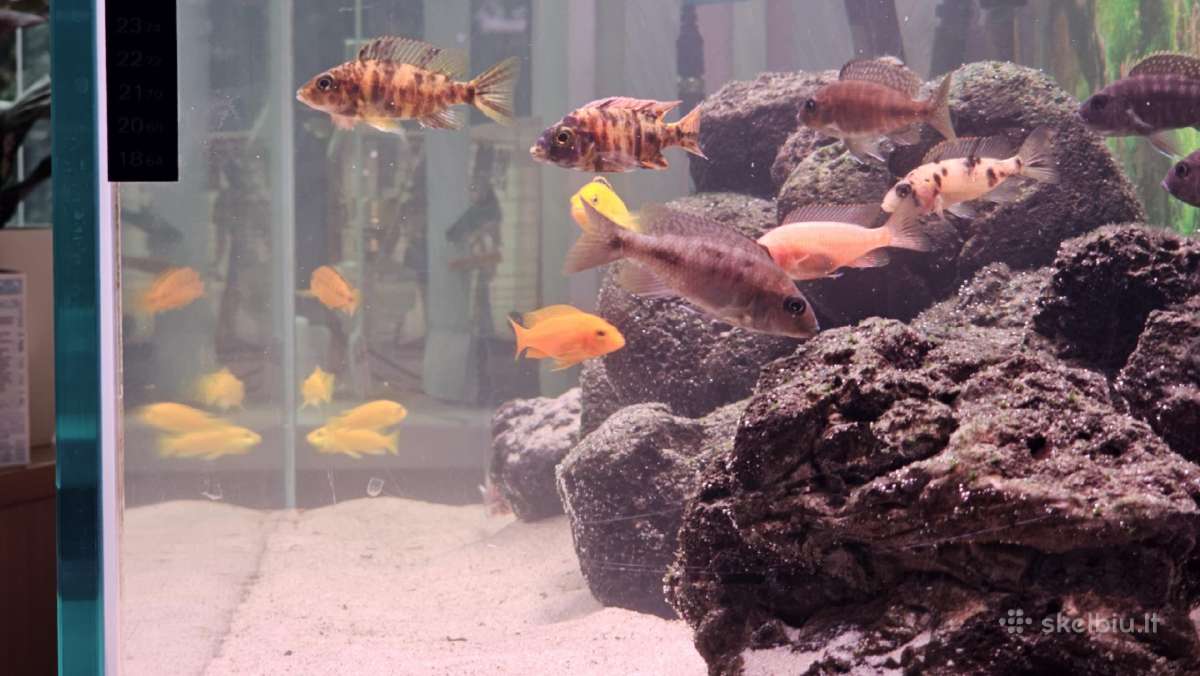 Afrikos ciklidai - nuotraukos Nr. 4