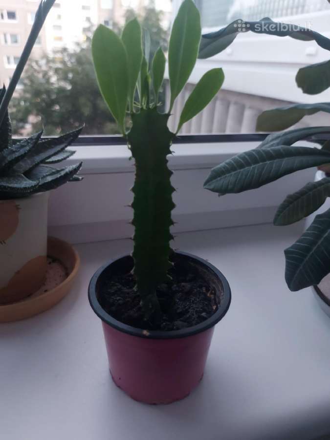 Kambariniai augalai - nuotraukos Nr. 7
