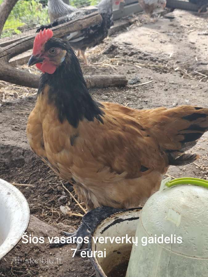 Vištos, gaidžiai, pataškos - nuotraukos Nr. 4