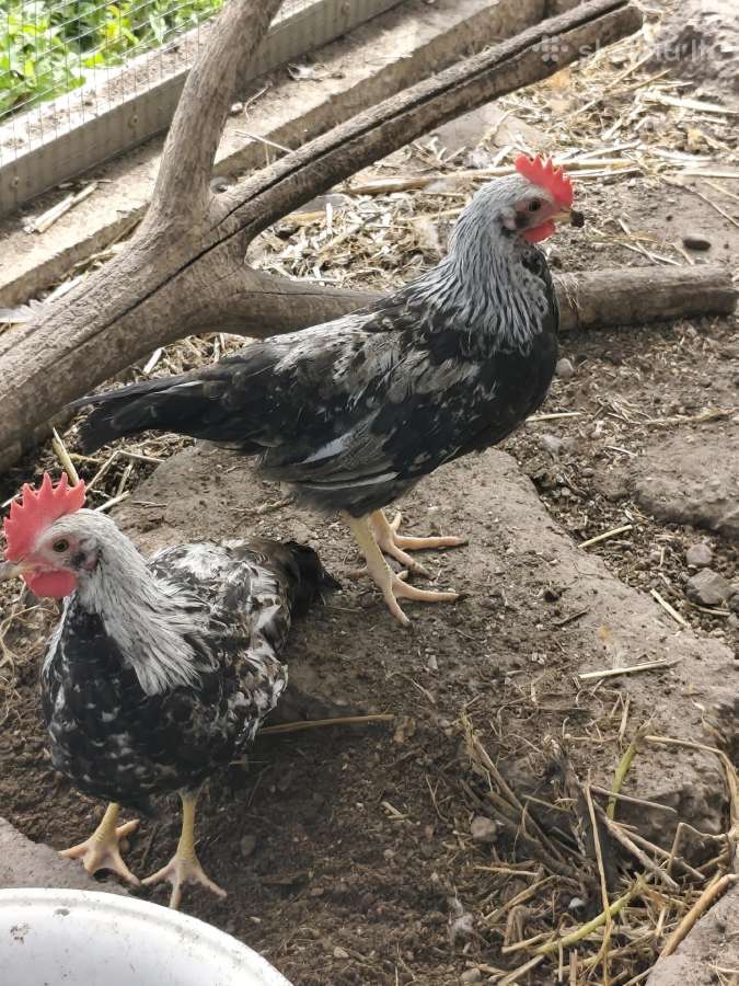 Vištos, gaidžiai, pataškos - nuotraukos Nr. 8