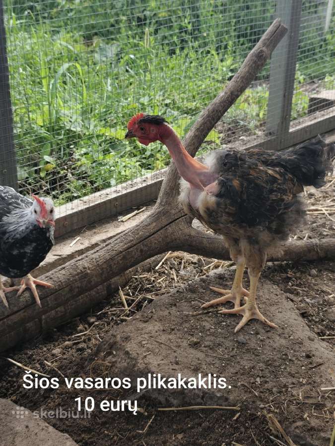 Vištos, gaidžiai, pataškos - nuotraukos Nr. 12