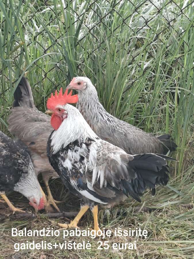 Vištos, gaidžiai, pataškos - nuotraukos Nr. 15