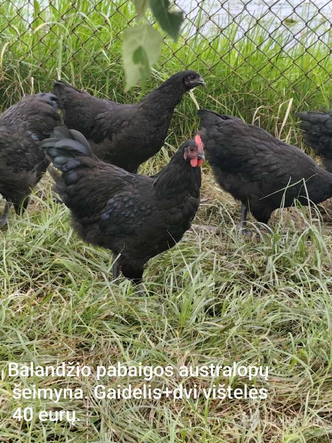 Vištos, gaidžiai, pataškos - nuotraukos Nr. 16